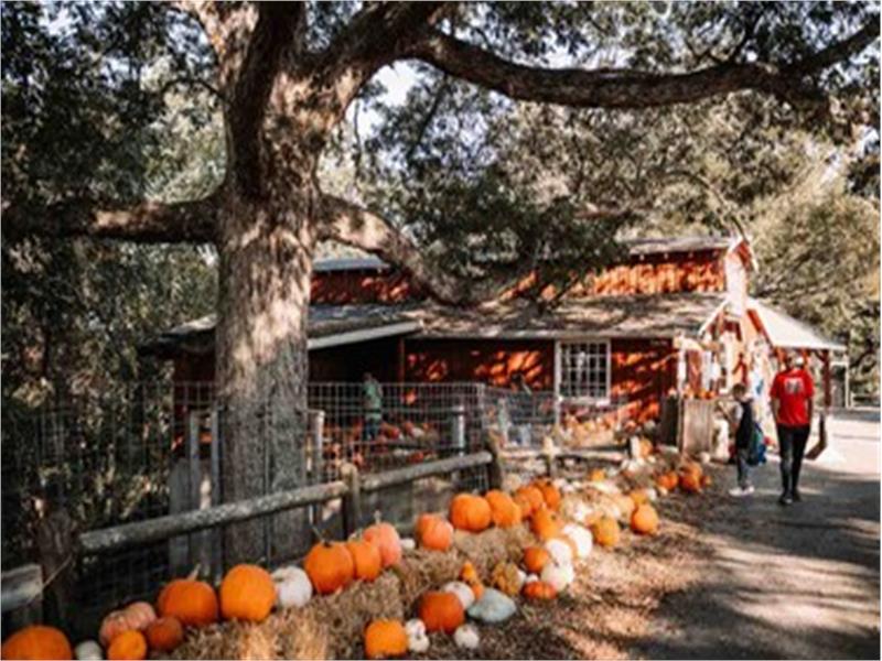 Shepherd of the Hills Pumpkinfest