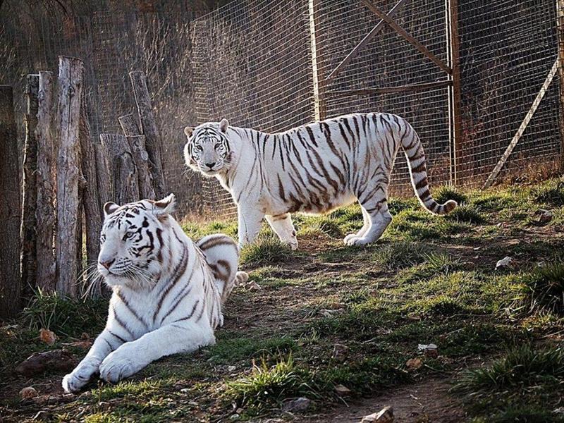 National Tiger Sanctuary